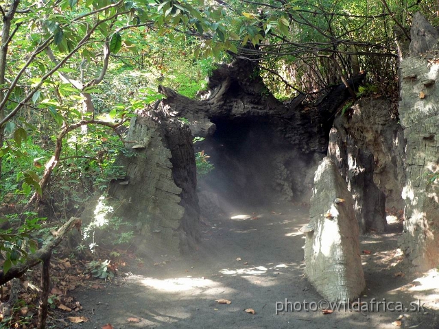 congo 12a.jpg - Fallen forest giant tree. The trunk serves as a tunnel.